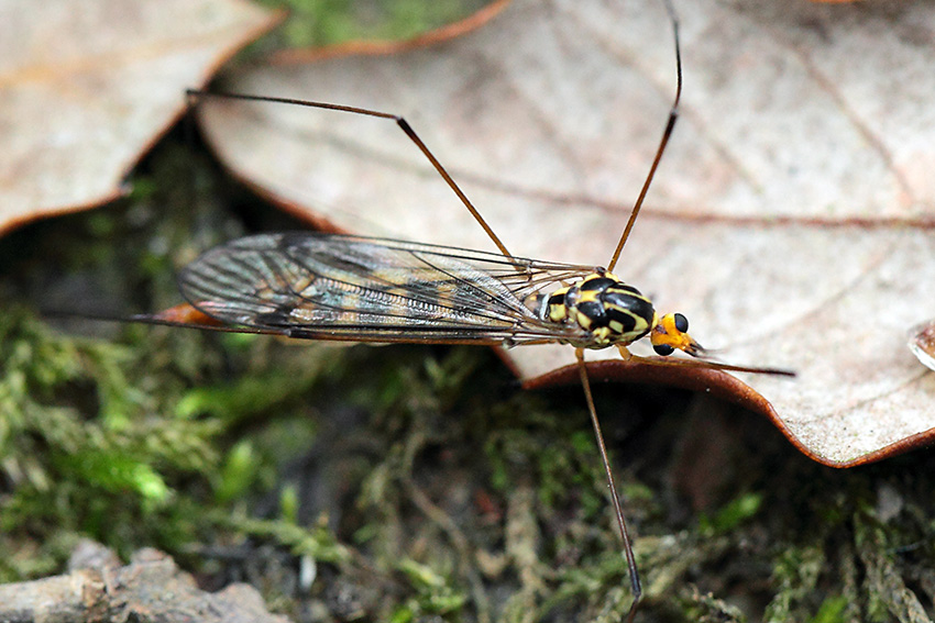 Tipulidae: Nephrotoma sp., femmina, parassitata da un fungo
